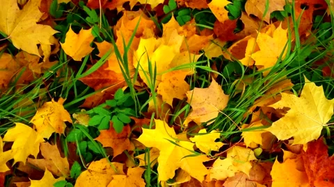 Autumn multi-colored maple foliage in the park. Stock Footage 162469352