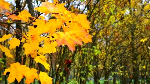 Autumn multi-colored maple foliage in the park. View from above. Video stock 162471164