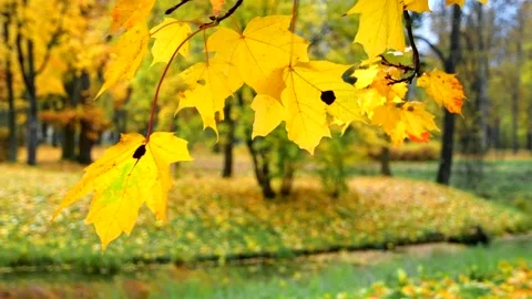 Autumn multi-colored maple foliage in the park. View from above. Video stock 162471312