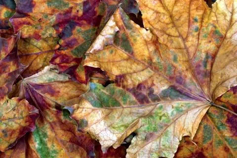 Autumn multicolor dry maple leafs Foto stock