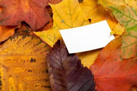 Autumn multicolor leafs with empty price card Stock Photos