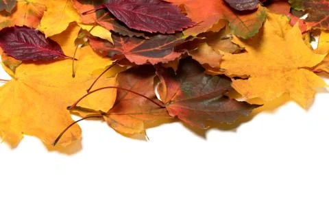Autumn multicolor leafs Stock Photos