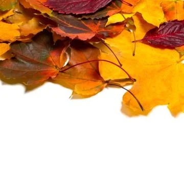 Autumn multicolor leafs Stock Photos