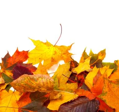 Autumn multicolor leafs Stock Photos