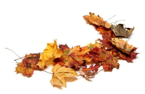 Autumn multicolor maple leafs Stock Photos