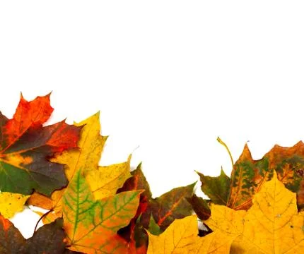 Autumn multicolor maple-leafs on white Stock Photos