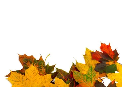 Autumn multicolor maple-leafs on white Stock Photos