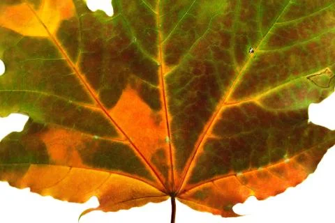 Autumn multicolored maple leaf. Close-up view. Stock Photos