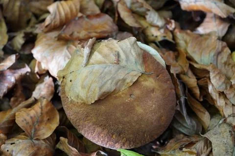 Autumn mushroom Stock Photos
