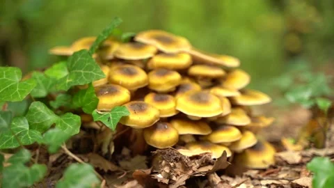 AUTUMN MUSHROOMS Vidéo 219895555