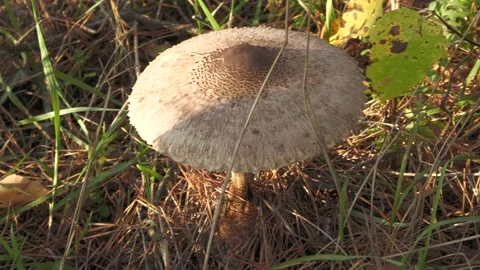 Autumn mushrooms Stock Footage 231805607
