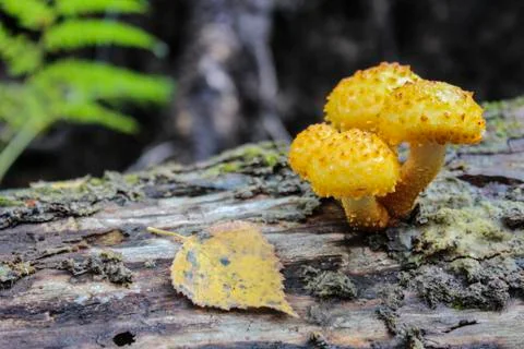 Autumn mushrooms on a log Stock Photos
