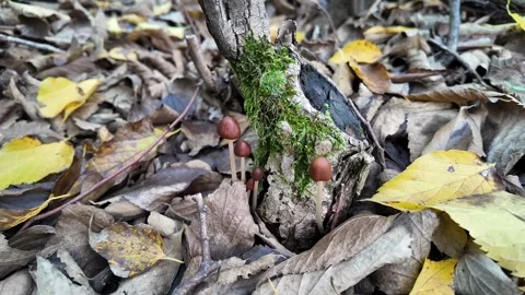 Autumn Mushrooms at Tree Base Stock Footage 292162247