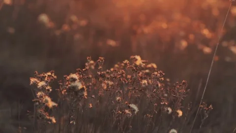 Autumn nature background Stock Footage 84971706