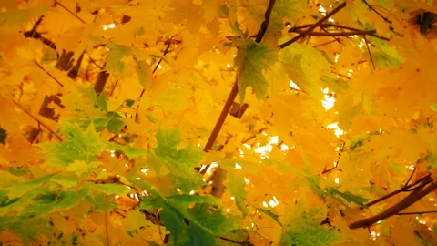 Autumn Nature Background Stock Footage 96455944