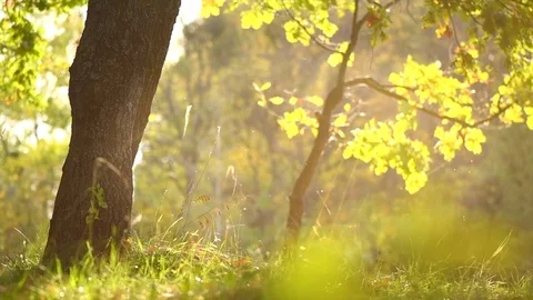 Autumn nature background with grass, trees and sun. Beautiful autumn scene Stock Footage 80712645