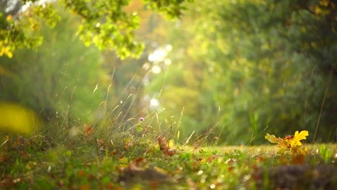 Autumn nature background with grass, trees and sun. Beautiful autumn scene Stock Footage 81224282