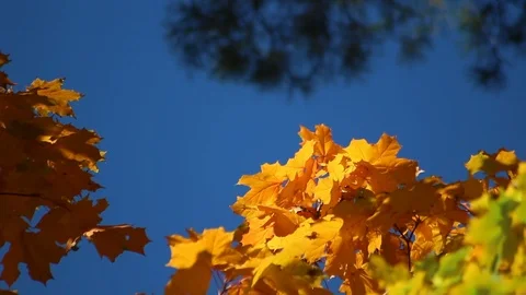Autumn nature beauty. Golden tree leaves. Peaceful sunny day. Stock Footage 117106053