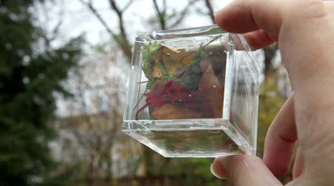Autumn Nature in a box Stock-Footage 48461394