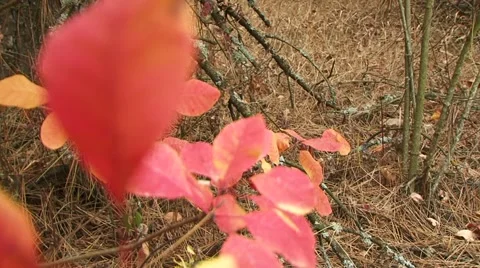 Autumn Nature Stock Footage 52710212