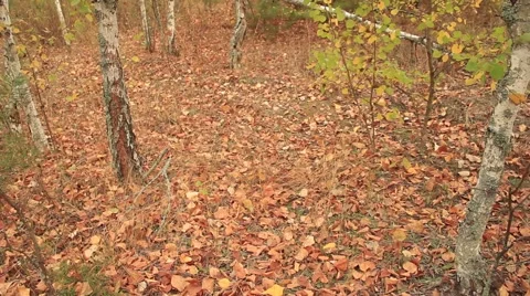 Autumn Nature Video stock 55373147