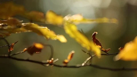 Autumn nature Video stock 73022287