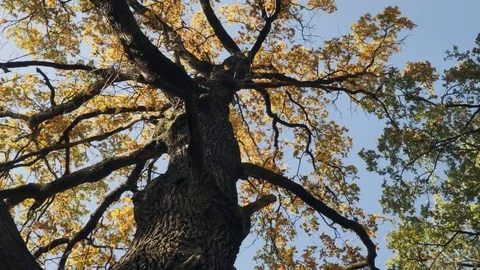 Autumn nature Stock Footage 83365729