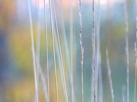 Autumn nature Stock Footage 96190477