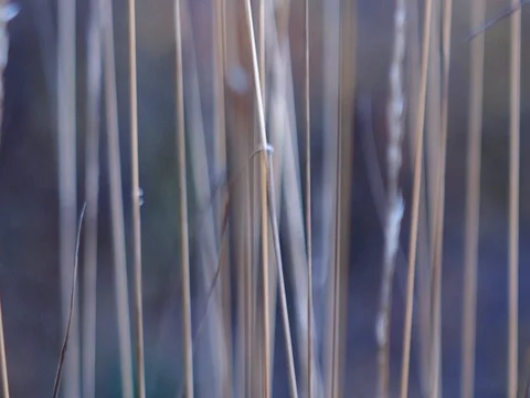 Autumn nature Stock Footage 96190647