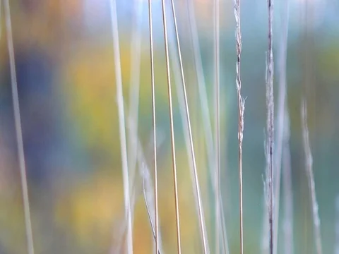 Autumn nature Stock Footage 96190652