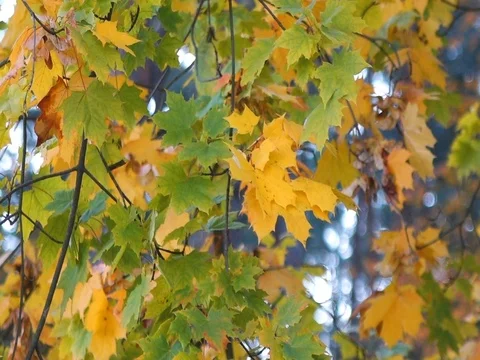 Autumn nature Stock Footage 96190656