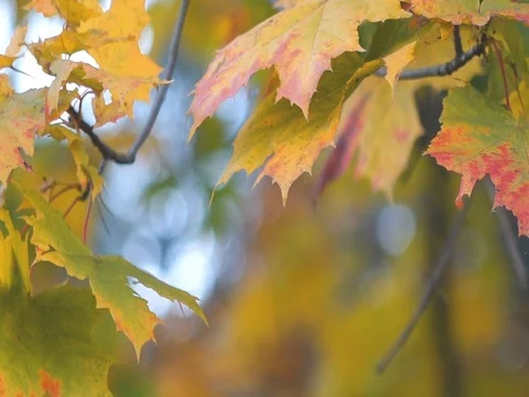 Autumn nature Stock Footage 96190667