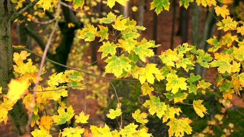 Autumn in a nature. Stock Footage 98924020