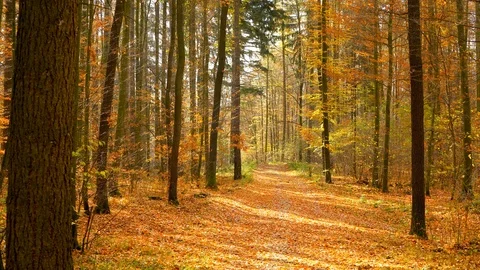 Autumn in a nature. Stock Footage 98924137