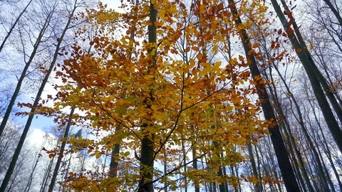 Autumn in a nature. Stock Footage 98924445