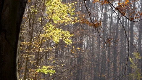 Autumn in a nature. Stock Footage 98924846