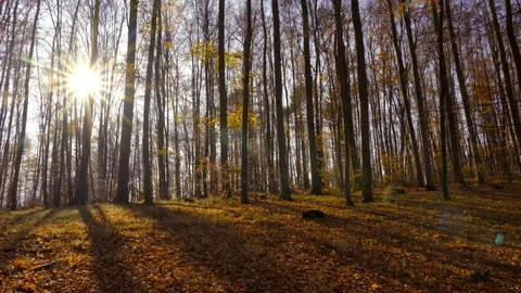 Autumn in a nature. Stock Footage 98925295