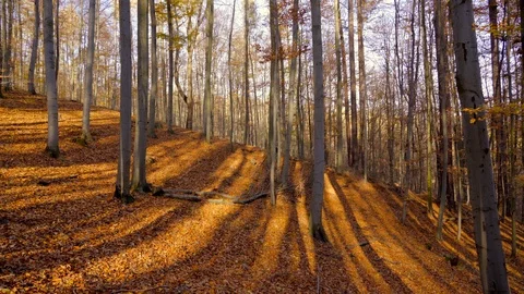 Autumn in a nature. Stock Footage 98930954