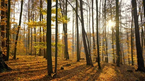 Autumn in a nature. Stock Footage 98931205