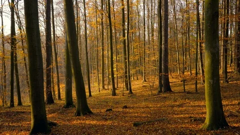 Autumn in a nature. Stock Footage 98931260