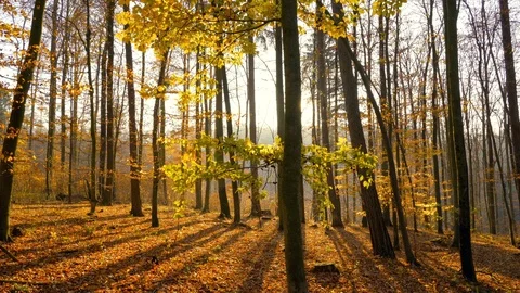 Autumn in a nature. Stock Footage 98931312