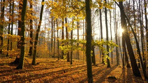 Autumn in a nature. Stock Footage 98931376