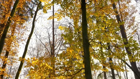Autumn in a nature. Stock Footage 98931424