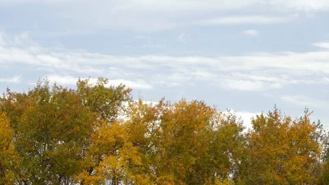 Autumn in a nature. Stock Footage 119012366