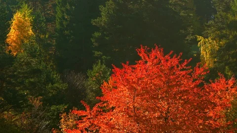 Autumn in a nature. Stock Footage 119018729