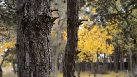 Autumn in nature 動画素材 164113827