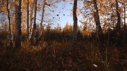 Autumn nature forest leaf fall slow mo Stock Footage 97104964