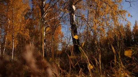 Autumn nature forest leaf fall slow motion bottom view Stock Footage 97105018