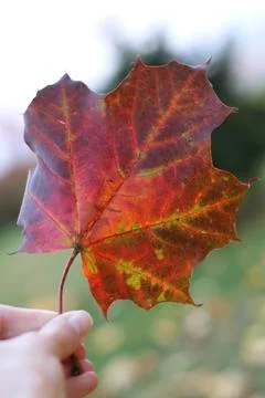 Autumn, nature, leaf Stock Photos
