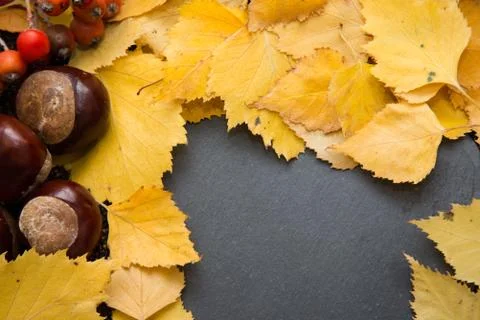 Autumn nature objects arranged with blank copy space and seasonal colour Stock Photos